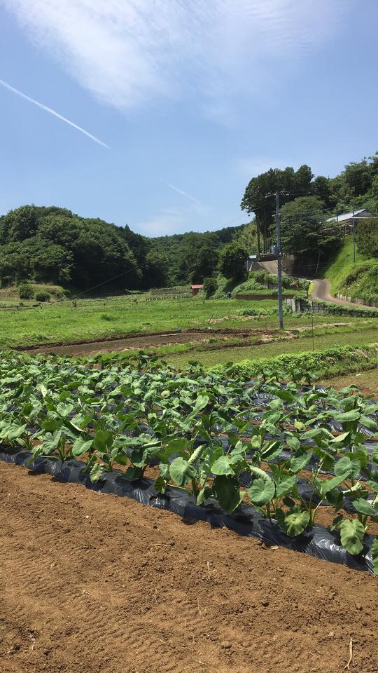 さといも畑 野菜 漬物 神棚飾り 注連縄 厚木市 高橋農園直売所 さといも畑 野菜 漬物 神棚飾り 注連縄 厚木市 高橋農園直売所