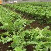 Thumbnail of related posts 130