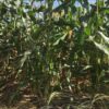 Thumbnail of related posts 169