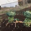 Thumbnail of related posts 017