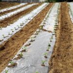 Thumbnail of related posts 110