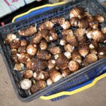 Thumbnail of new posts 053